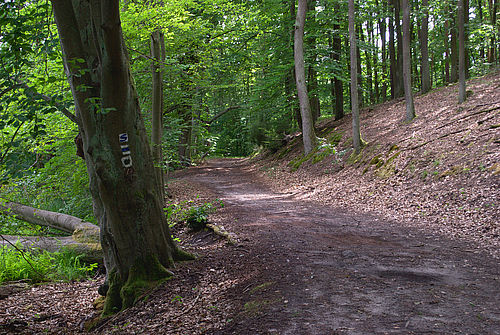 Der Schlaubetal-Wanderweg führt auf schattigen Pfaden am Schinkensee vorbei. Dicke, alte Bäume säumen den Weg.