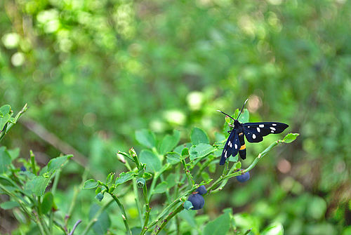 Auf einem Blaubeerstrauch sitzt ein schwarz-weißer Schmetterling, ein Weißfleckwidderchen.