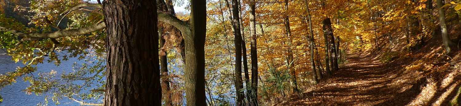 Laubbäume herbstlich verfärbt am Hammersee in Siehdichum