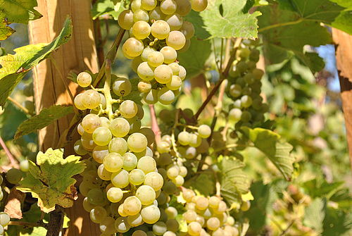 Grüne Trauben reifen auf der "Scheibe", dem Weinberg des Klosterstifts Neuzelle.
