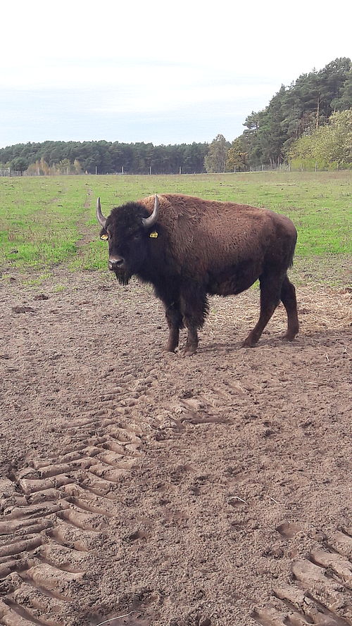 Ein Bison steht auf der Weide und blickt in die Kamera.