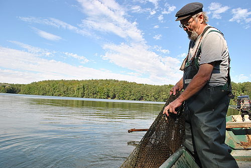 Fischer Weidner steht in seinem Kahn und kontrolliert ein Stellnetz, das er gerade aus dem Wasser geholt hat.