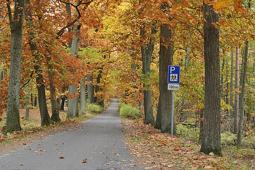Waldparkplatz nahe Siehdichum (Foto: Sarah Mamerow © Naturpark Schlaubetal) 