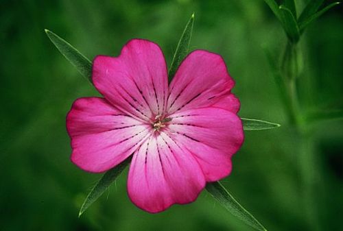 eine Blüte mit fünf pinkfarbenen Blütenblättern, die von den spitzen Kelchblättern überragt werden