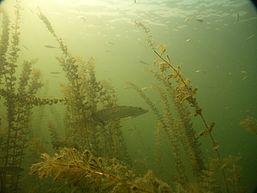 Ein Hecht versteckt sich zwischen einigen Wasserpflanzen im Pinnower See, Foto: Tauchclub Guben e.V., Lizenz: Tauchclub Guben e.V.