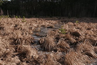 Foto: Naturpark Schlaubetal, Lizenz: Naturpark Schlaubetal