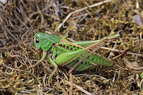 Foto: NaturSchutzFonds Brandenburg