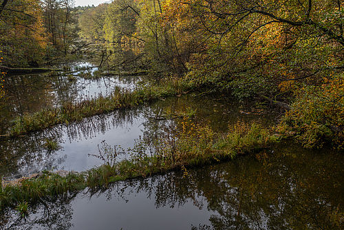 Blick auf die Schlaube im Herbst. Die ins Wasser gefallenen Bäume sind bereits wieder von Pflanzen besiedelt worden., Foto: Steffen Bohl, Lizenz: Steffen Bohl