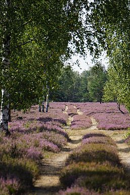 Blühende Heide, Foto: Lydia Brusendorf